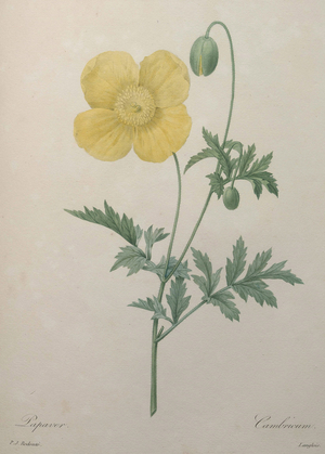 Magnolia