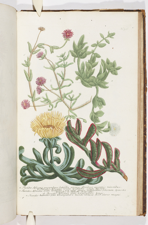 Ficoides Africana, 1737 (engraving)