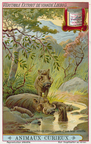 Ethiopian warthogs at a watering hole (chromolitho)