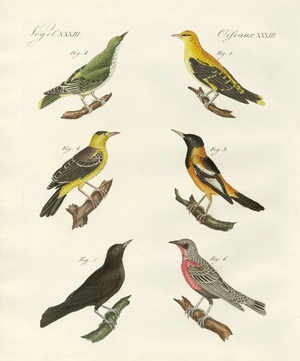 Different kinds of golden oriole (coloured engraving)