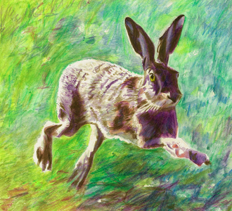 Joyful Hare, 2011 (coloured pencil on paper)