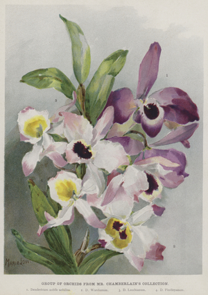 Group of Orchids from Mr Chamberlain's Collection (chromolitho)