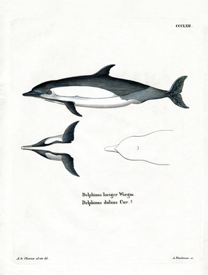 Common Dolphin (coloured engraving)