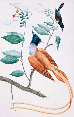 Terpsiphone bourbonnensis