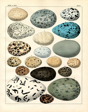 Various Bird Eggs (print)