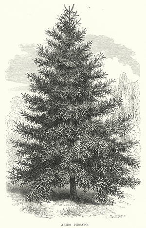 Abies Pinsapo (engraving)