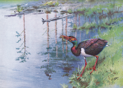Black Stork (litho)