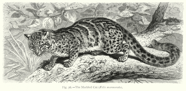 The Marbled Cat (Felis Marmorata) (engraving)