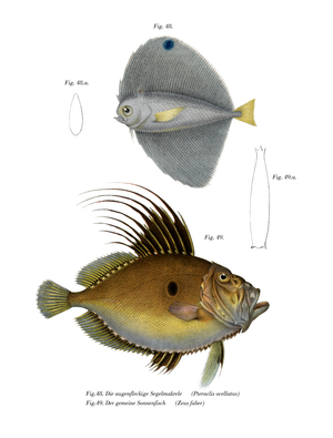 Spotted Fanfish (colour litho)