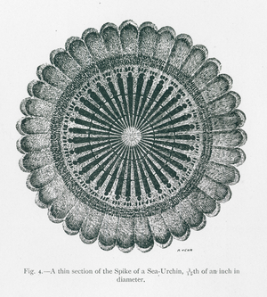 Beauties of nature: A Thin Section of the Spike of a Sea Urchin (litho)
