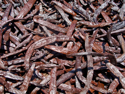 Vanilla pods drying in sun, Tahiti, South Pacific (photo)