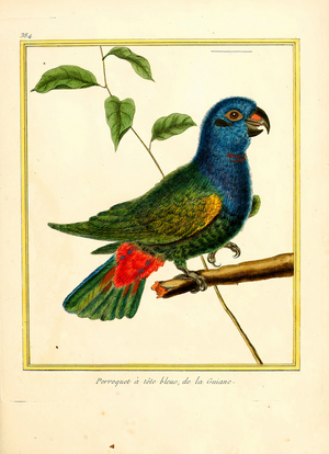 Blue-headed Parrot from Guiana (print)