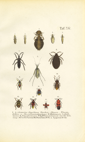 Various parasites and true bugs, 1850 (lithography)