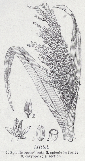 Millet (litho)