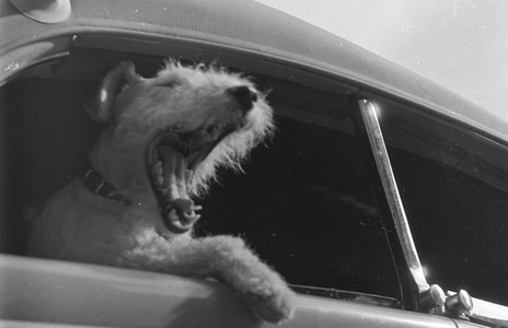 Vacation by car and with the dog, Germany 1930s (b/w photo)