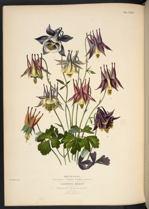 New aquilegias.
Aquilegia. 1. Glandulosa; 2. Skinneri; 3. Hybrid
varieties