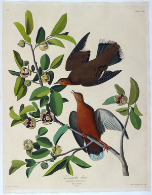 Two birds. Colour Illustration by Audubon; Lenaida dove.