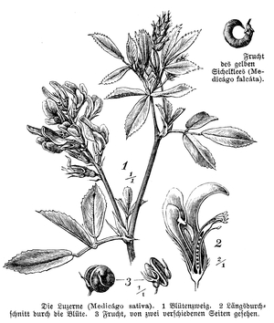 Alfalfa