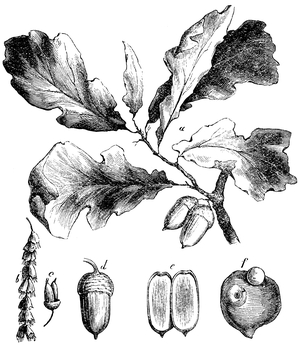Oak