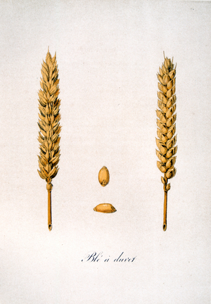 French 19th century illustration of ears of corn