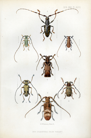Longhorn beetles from Penang (print)