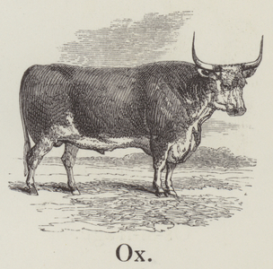 Ox (engraving)