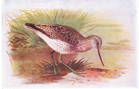 Greenshank, from Birds of the British Isles and Their Eggs published by Frederick Warne & Co Ltd, 1958 (colour litho)