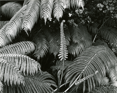 Ferns, Hawaii, 1980 (silver gelatin print)