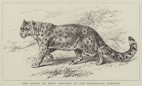 The Ounce, or Snow Leopard, at the Zoological Gardens (engraving)