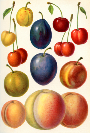 Stone fruit or drupes, from Meyers Lexicon, pub. 1927