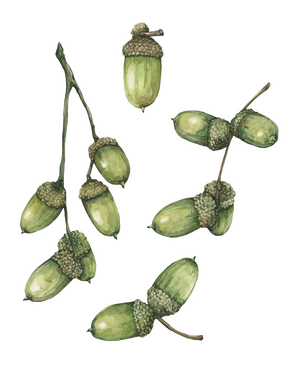 Oak acorns, 2022 (watercolor on paper)