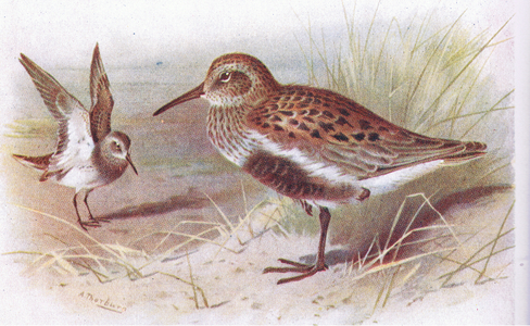 Dunlin (summer and winter), from Birds of the British Isles and Their Eggs published by Frederick Warne & Co Ltd, 1958 (colour litho)
