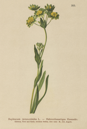 Crowfoot- Leaved Hare's Ear (Bupleurum ranunculoides) (colour litho)