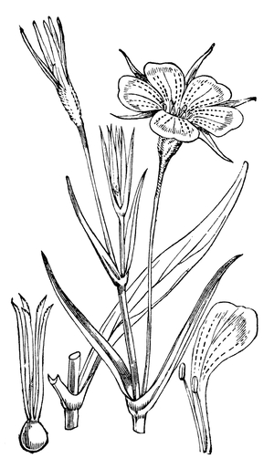 Corn Cockle