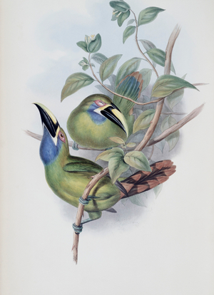 Blue-throated Groove-bill (Toucan) (lithograph)