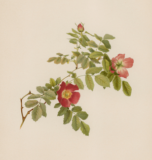 English Rose (colour litho)
