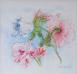 Morning Roses, 2002 (watercolour on paper)