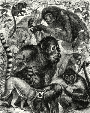 Quarumana: The monkey tribe (engraving)