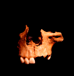Cannibalised face found at Gough's Cave.