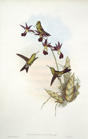 Hummingbird