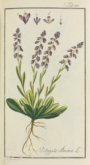 Polygala amara
