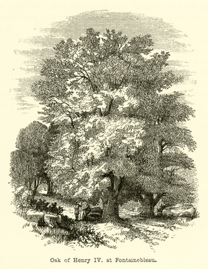 Oak of Henry IV, at Fontainebleau (engraving)