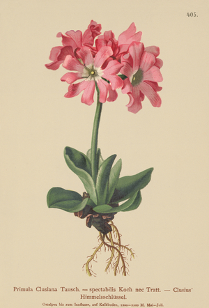 Clusiana Primrose  (Primula Clusiana, Primula spectabilis) (colour litho)