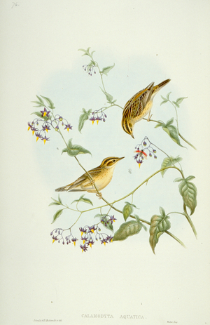 Acrocephalus paludicola