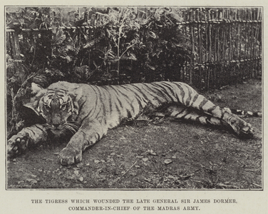 The Tigress which wounded the late General Sir James Dormer, Commander-in-Chief of the Madras Army (b/w photo)