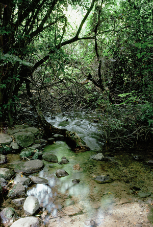 One of the sources of the Jordan River, Dan, Israel (photo)