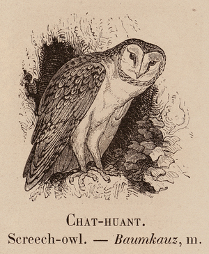Le Vocabulaire Illustre: Chat-huant; Screech-owl; Baumkauz (engraving)