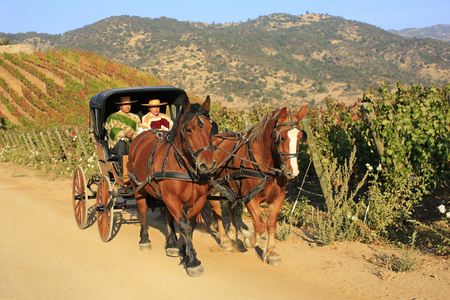 Horse Cart in Chilean Winelands (photo)