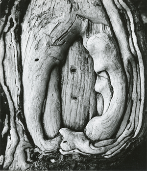 Tree, Oregon, 1971 (silver gelatin print)