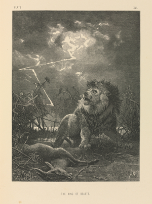 The King of Beasts, Plate 16 from The Life and Habits of Wild Animals, 1874 (engraving)